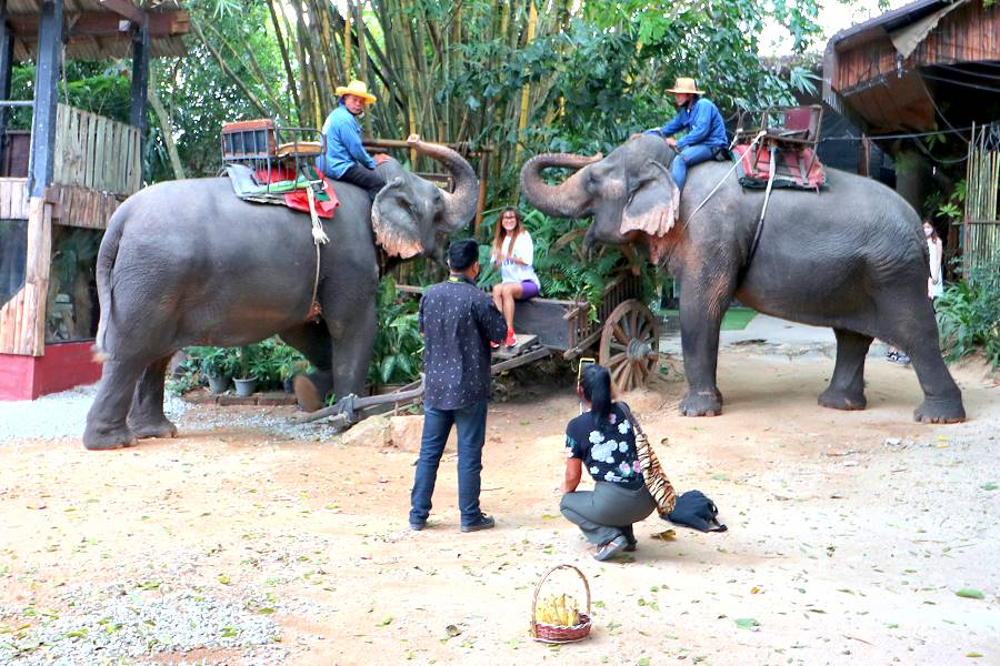 Elefanten Pattaya