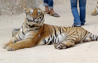 Tigertempel thailand